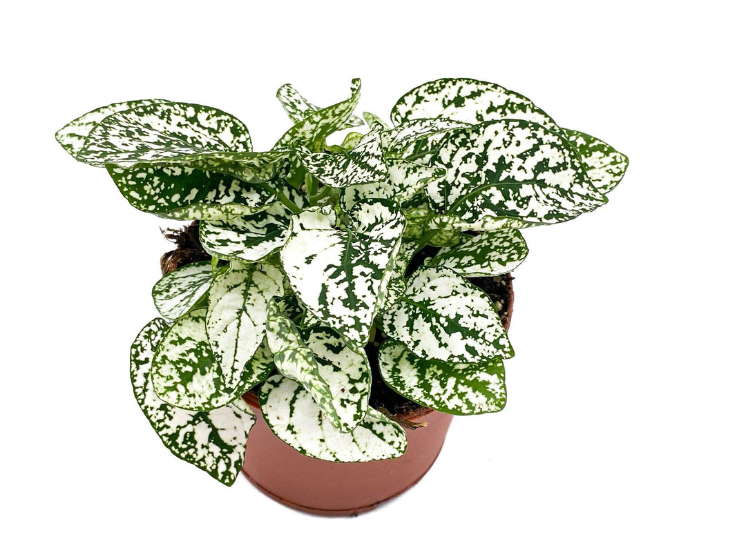 White Polka Dot Plant | Hypoestes | 8.5 cm pot - Tropical Glass