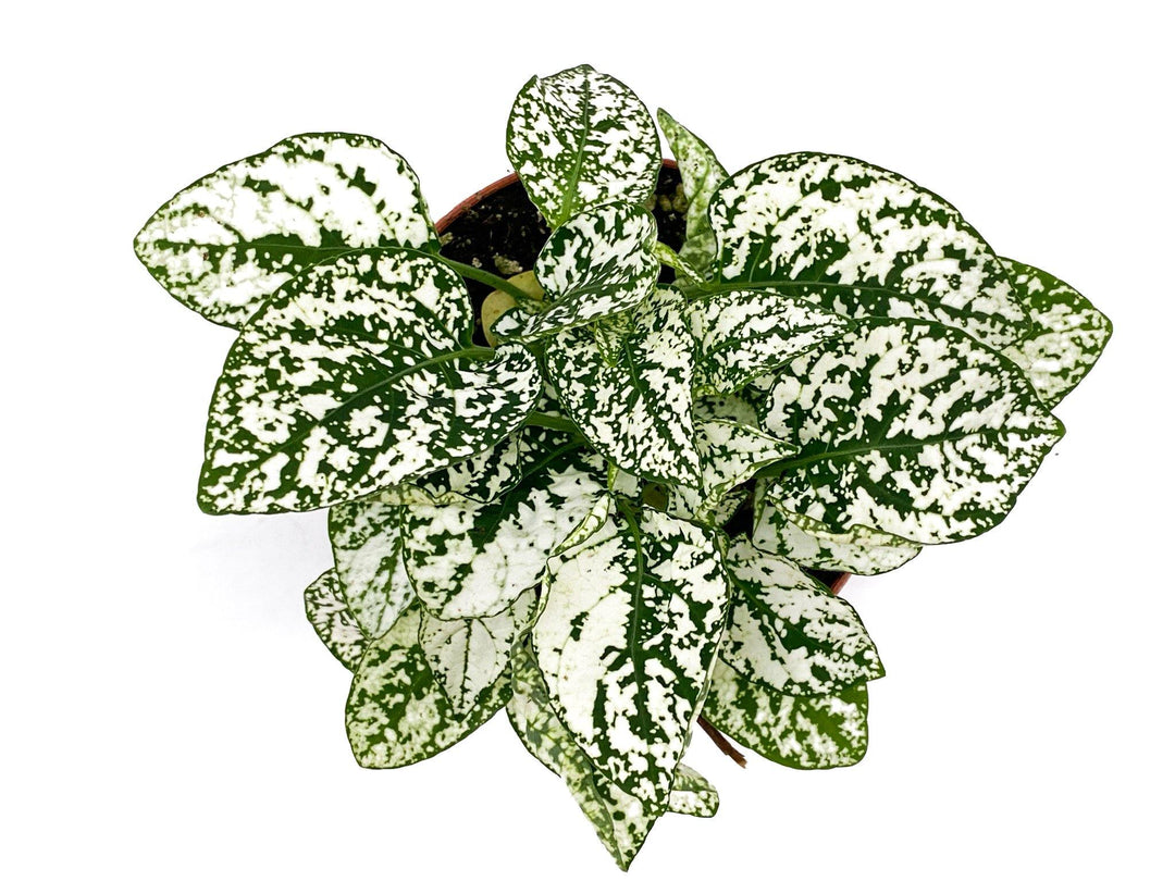 White Polka Dot Plant | Hypoestes | 8.5 cm pot - Tropical Glass