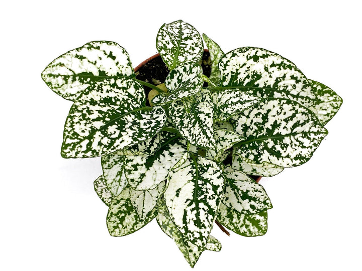 White Polka Dot Plant | Hypoestes | 8.5 cm pot - Tropical Glass