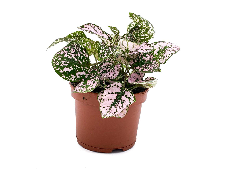 Pink Polka Dot Plant | Hypoestes | 8.5 cm pot - Tropical Glass