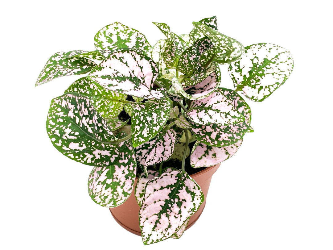 Pink Polka Dot Plant | Hypoestes | 8.5 cm pot - Tropical Glass