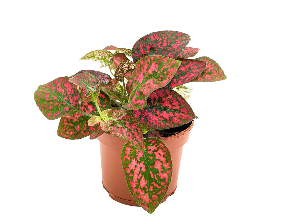 Hypoestes red | Polka Dot Plant | 8.5 cm pot - Tropical Glass