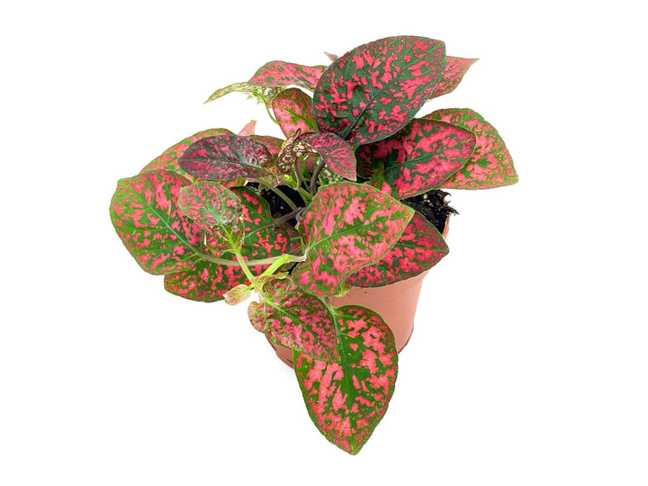 Hypoestes red | Polka Dot Plant | 8.5 cm pot - Tropical Glass
