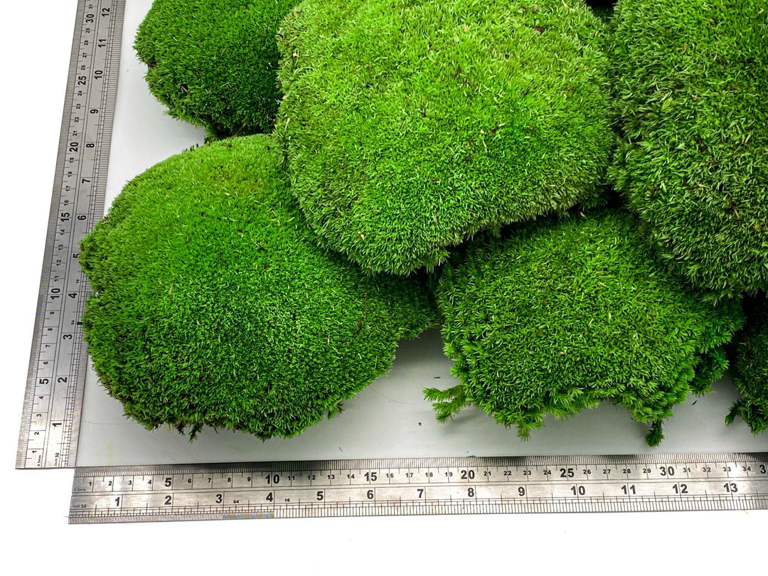 Preserved XXL Bun Moss | Preserved Ball Moss | Decorative Moss | Wall Art Crafts - Tropical Glass