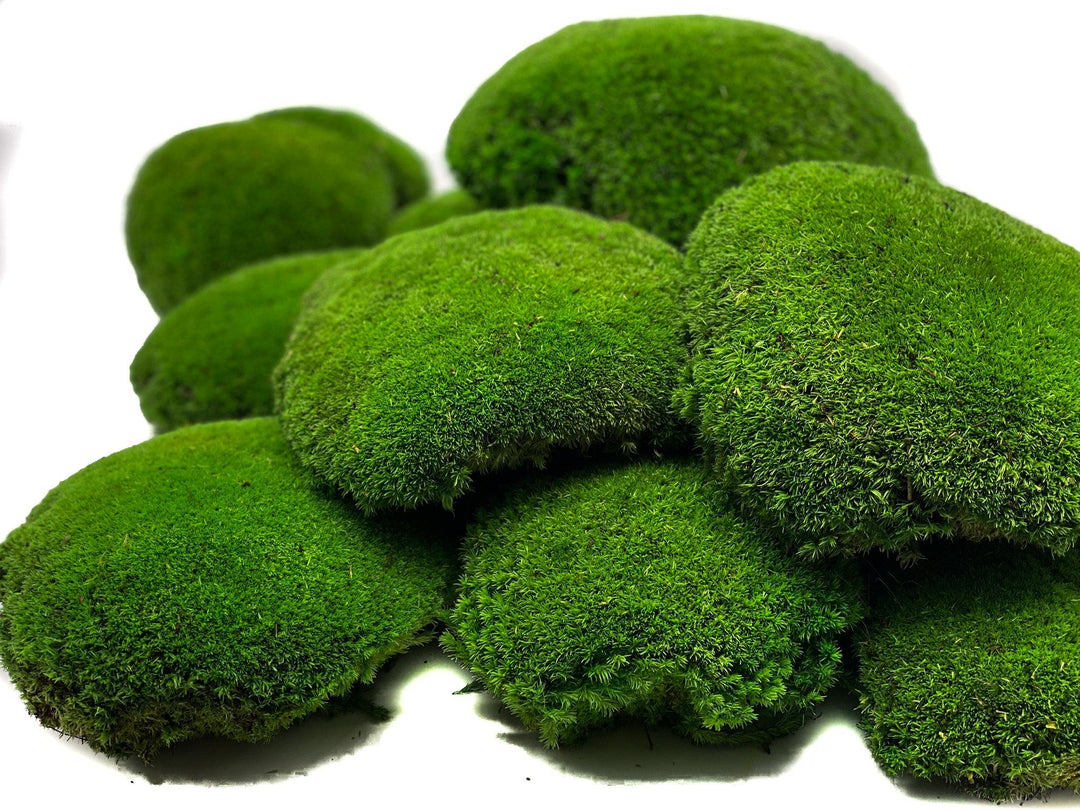 Preserved XXL Bun Moss | Preserved Ball Moss | Decorative Moss | Wall Art Crafts - Tropical Glass