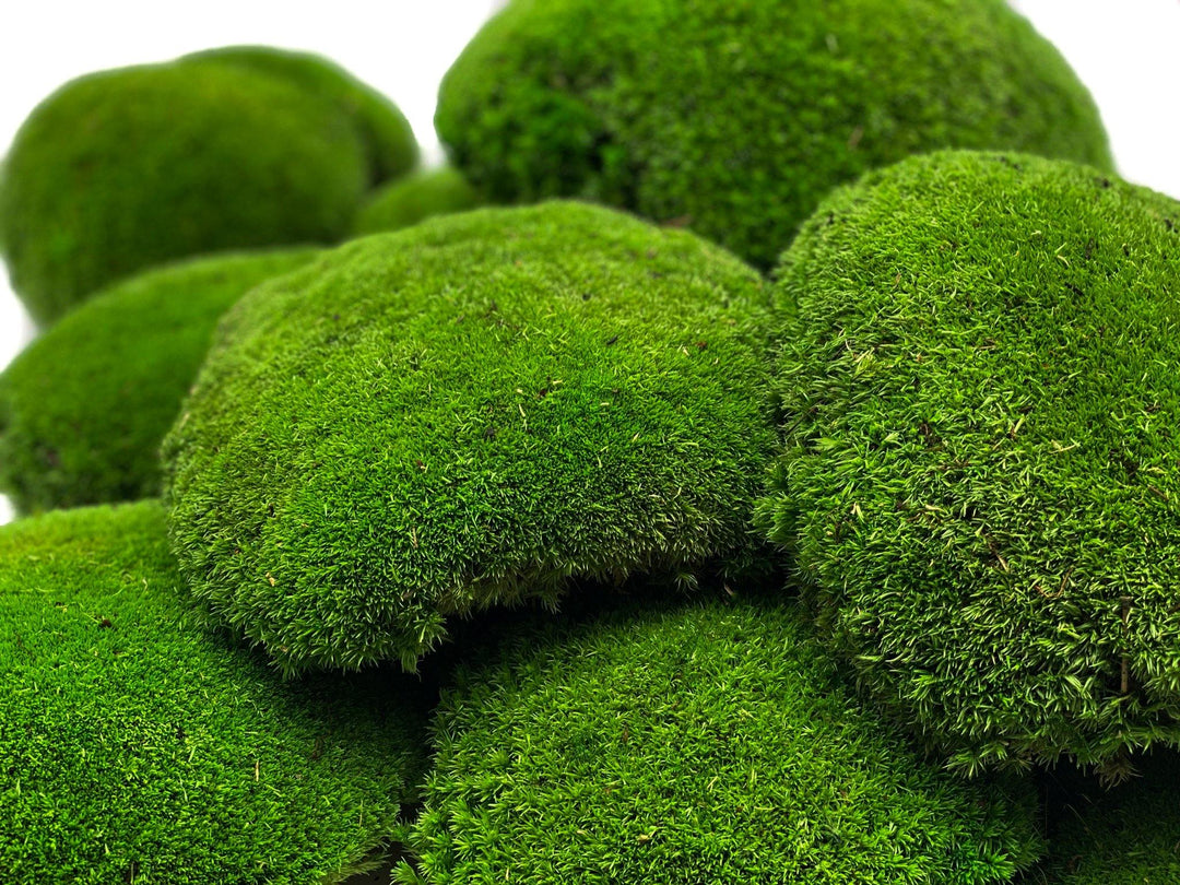 Preserved XXL Bun Moss | Preserved Ball Moss | Decorative Moss | Wall Art Crafts - Tropical Glass