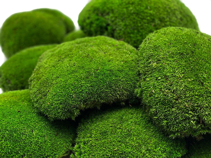 Preserved XXL Bun Moss | Preserved Ball Moss | Decorative Moss | Wall Art Crafts - Tropical Glass