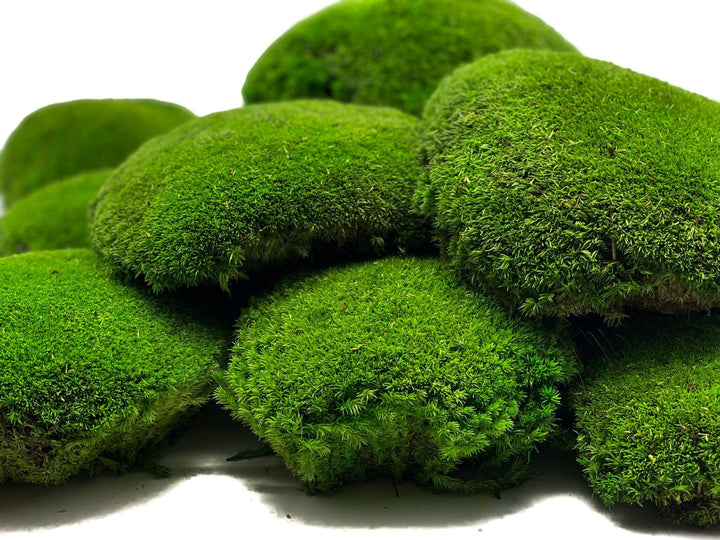 Preserved XXL Bun Moss | Preserved Ball Moss | Decorative Moss | Wall Art Crafts - Tropical Glass