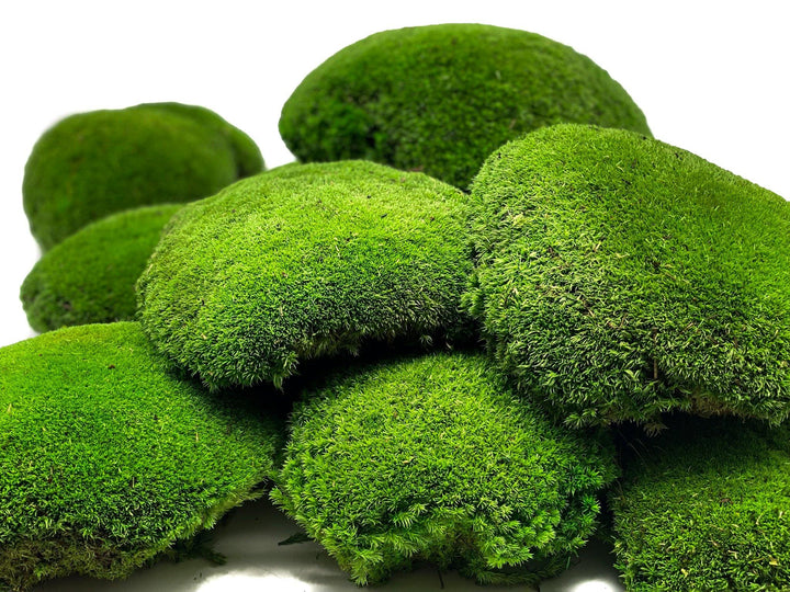 Preserved XXL Bun Moss | Preserved Ball Moss | Decorative Moss | Wall Art Crafts - Tropical Glass