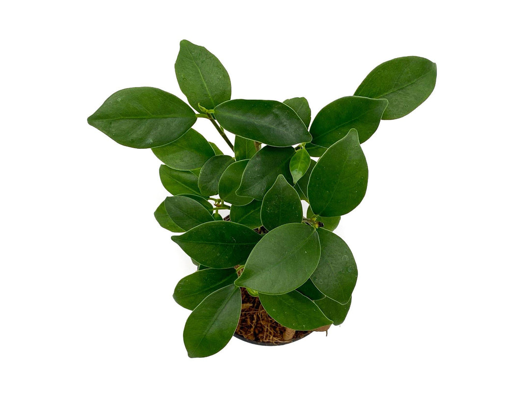 Baby Ficus Ginseng | Bonsai Tree | Ficus microcarp - Tropical Glass