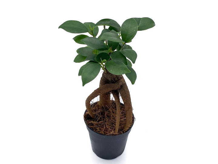 Baby Ficus Ginseng | Bonsai Tree | Ficus microcarp - Tropical Glass
