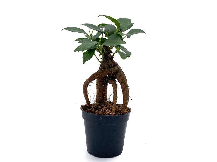 Baby Ficus Ginseng | Bonsai Tree | Ficus microcarp - Tropical Glass