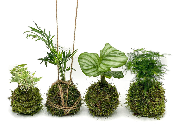 DIY Kokedama Kit | Kokedama Moss Ball - Tropical Glass