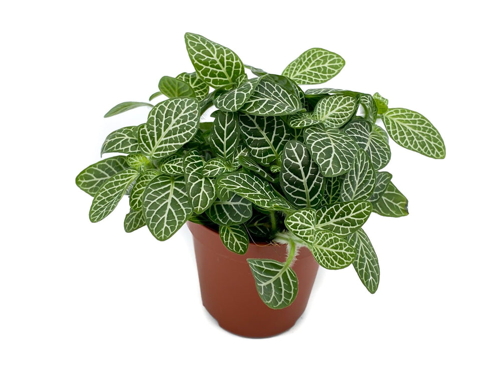 Green Baby Fittonia | Nerve Plant | 5.5 cm pot - Tropical Glass