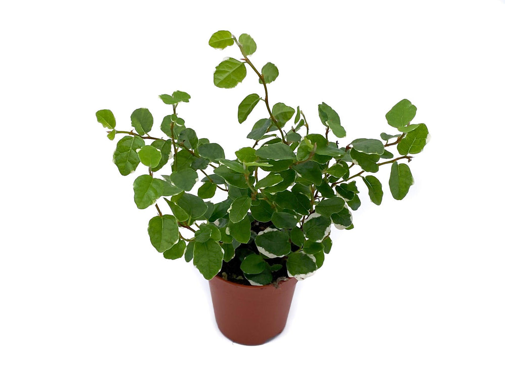 Ficus Pumila Sunny | Creeping Fig | - Tropical Glass