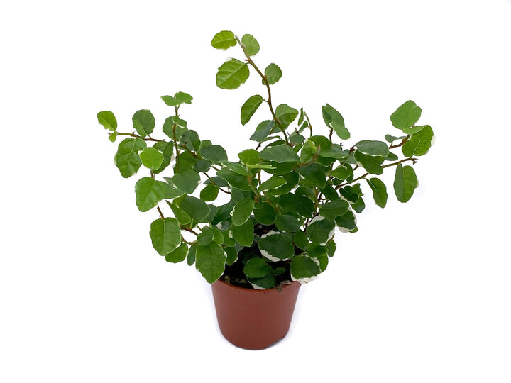 Ficus Pumila Sunny | Creeping Fig | - Tropical Glass