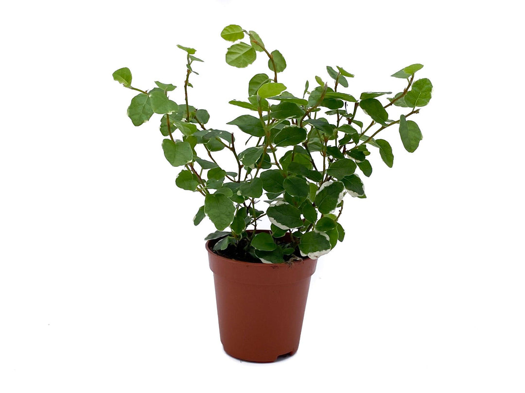 Ficus Pumila Sunny | Creeping Fig | - Tropical Glass