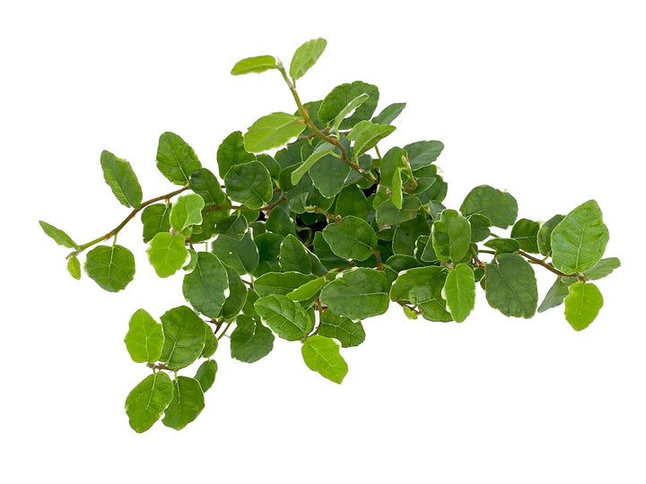 Ficus Pumila Sunny | Creeping Fig | - Tropical Glass