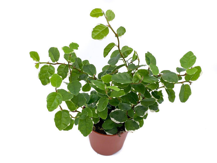 Ficus Pumila Sunny | Creeping Fig | - Tropical Glass