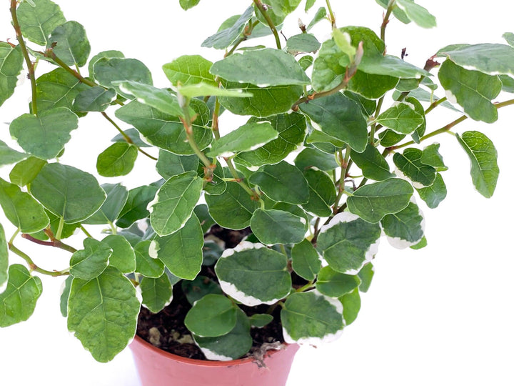 Ficus Pumila Sunny | Creeping Fig | - Tropical Glass