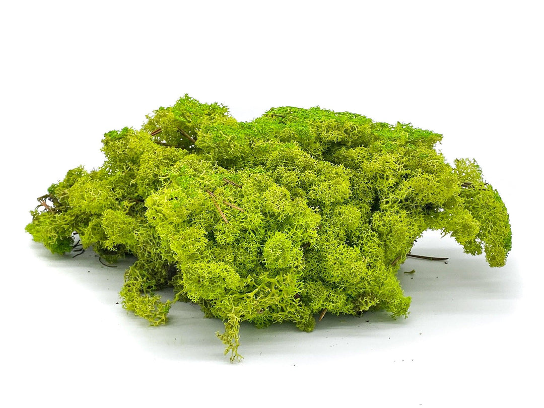 Preserved Reindeer Moss - Light Green - Tropical Glass