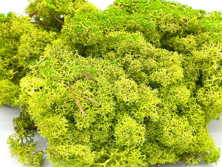 Preserved Reindeer Moss - Light Green - Tropical Glass