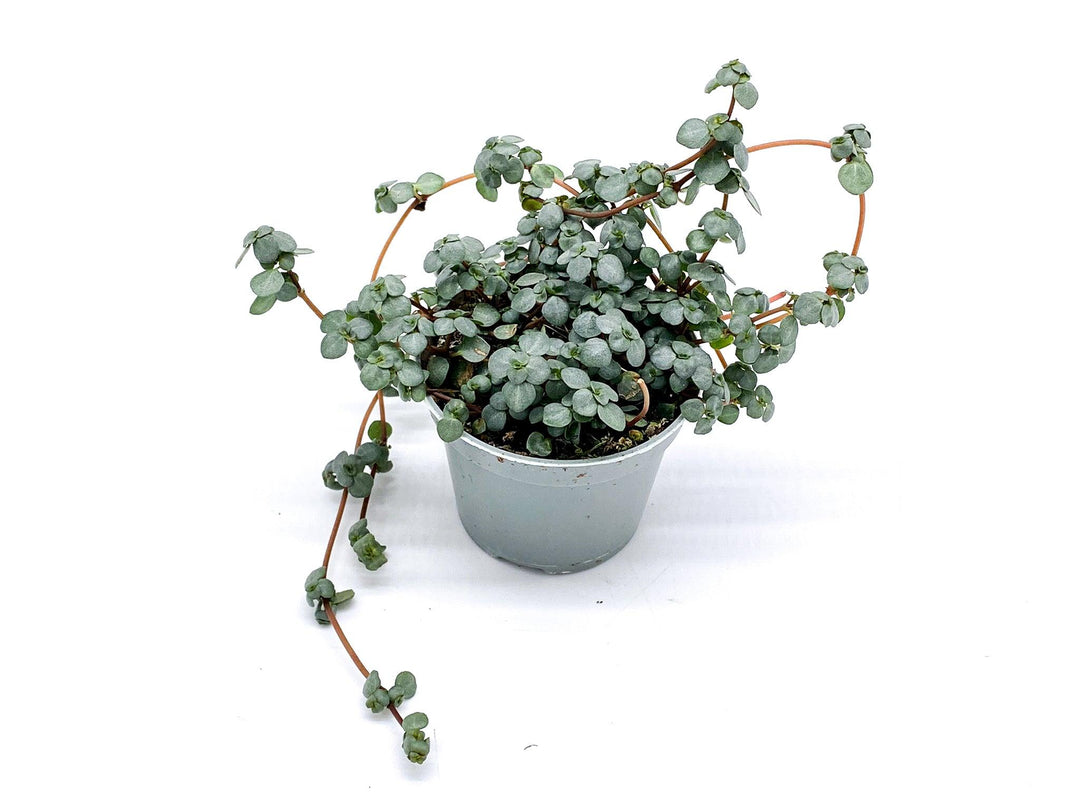 Pilea Glaucophylla Greyzy | Baby Plant | Pilea Glauca - Tropical Glass