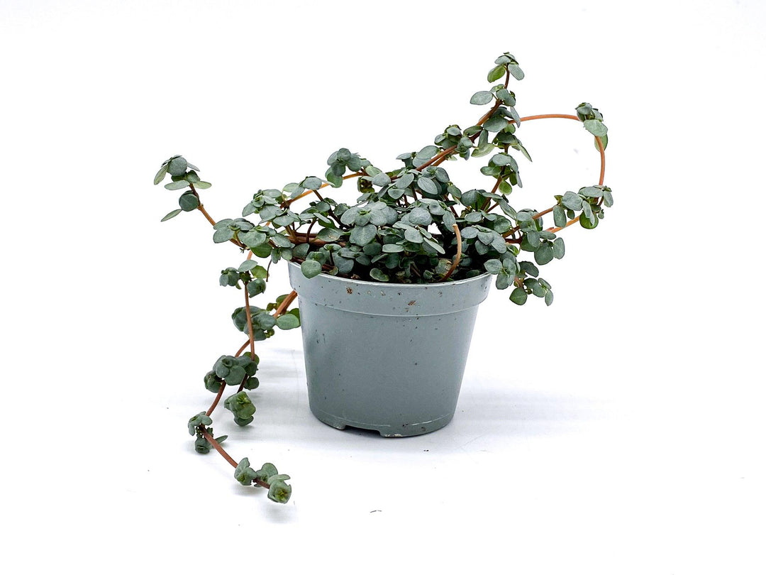 Pilea Glaucophylla Greyzy | Baby Plant | Pilea Glauca - Tropical Glass