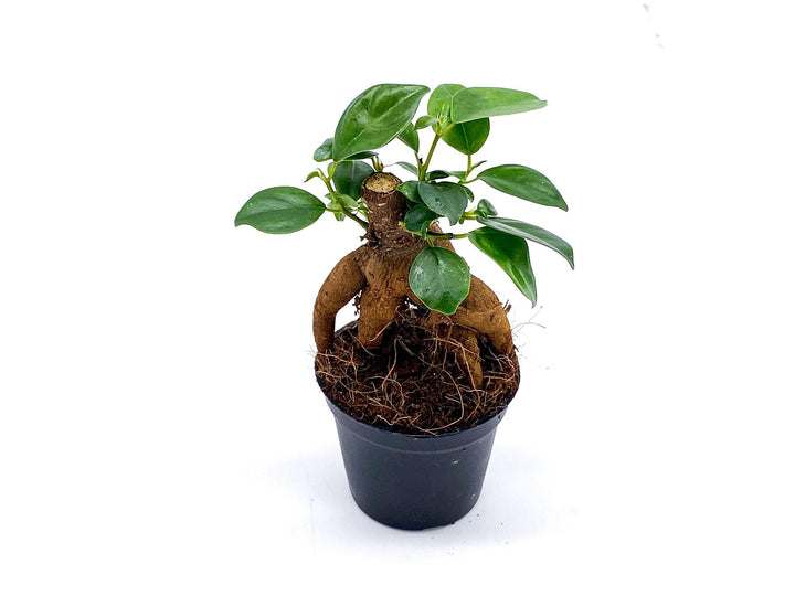 Baby Ficus Ginseng | Bonsai Tree | Ficus microcarp - Tropical Glass