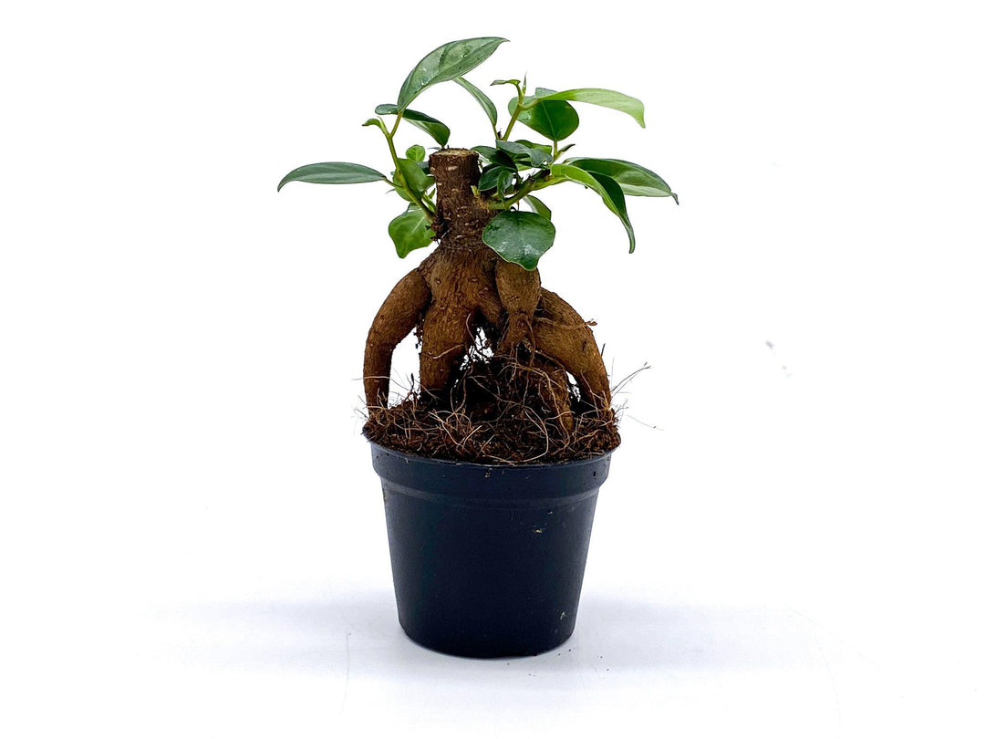 Baby Ficus Ginseng | Bonsai Tree | Ficus microcarp - Tropical Glass