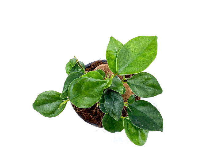 Baby Ficus Ginseng | Bonsai Tree | Ficus microcarp - Tropical Glass