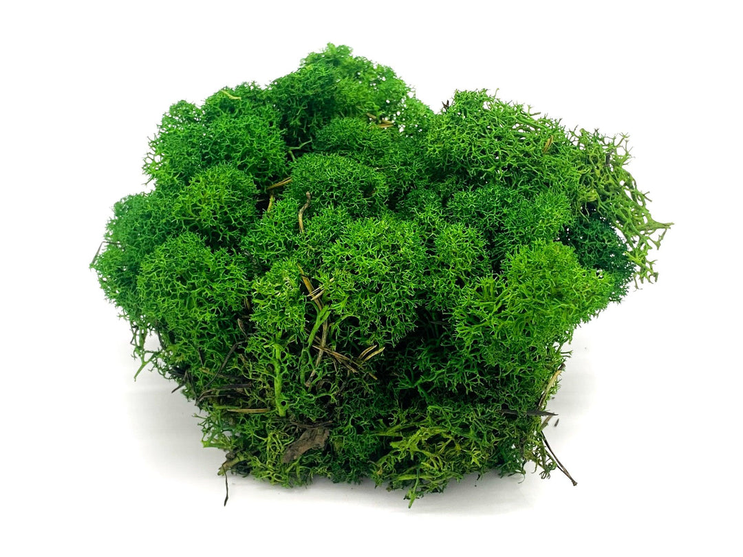Preserved Reindeer Moss - Green - Tropical Glass