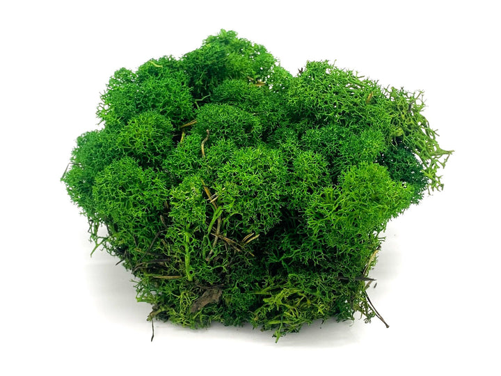 Preserved Reindeer Moss - Green - Tropical Glass