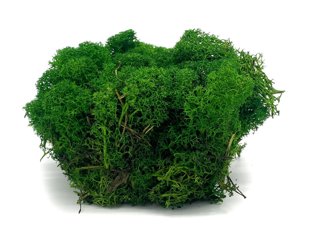 Preserved Reindeer Moss - Green - Tropical Glass