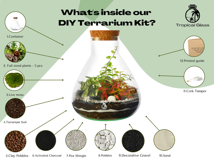 DIY Glass Terrarium with 24 cm Container | 'Lima'