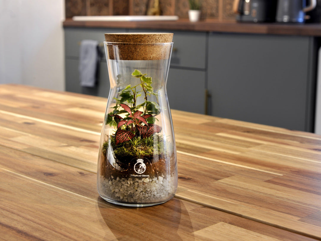 DIY Terrarium Kit with Jar and Plants | Small Bottle Terrarium Kit | 'Porto' - Tropical Glass