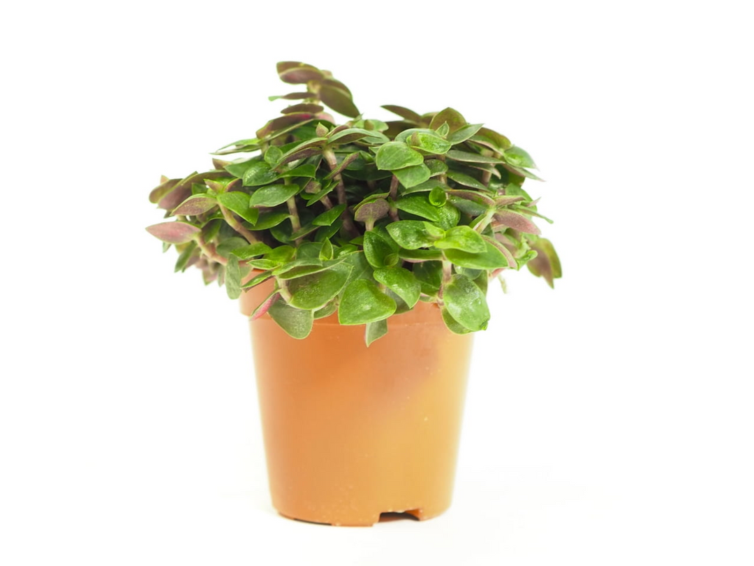 Callisia Repens | Turtle Vine