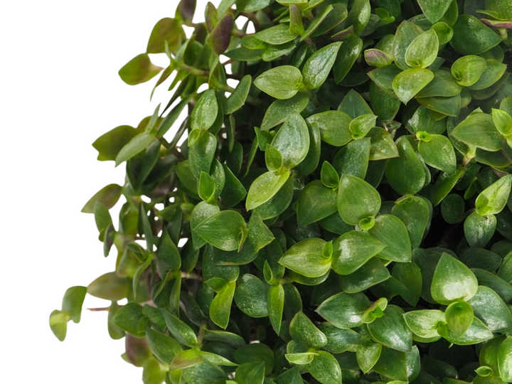 Callisia Repens | Turtle Vine