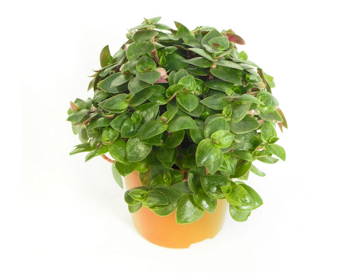 Callisia Repens | Turtle Vine