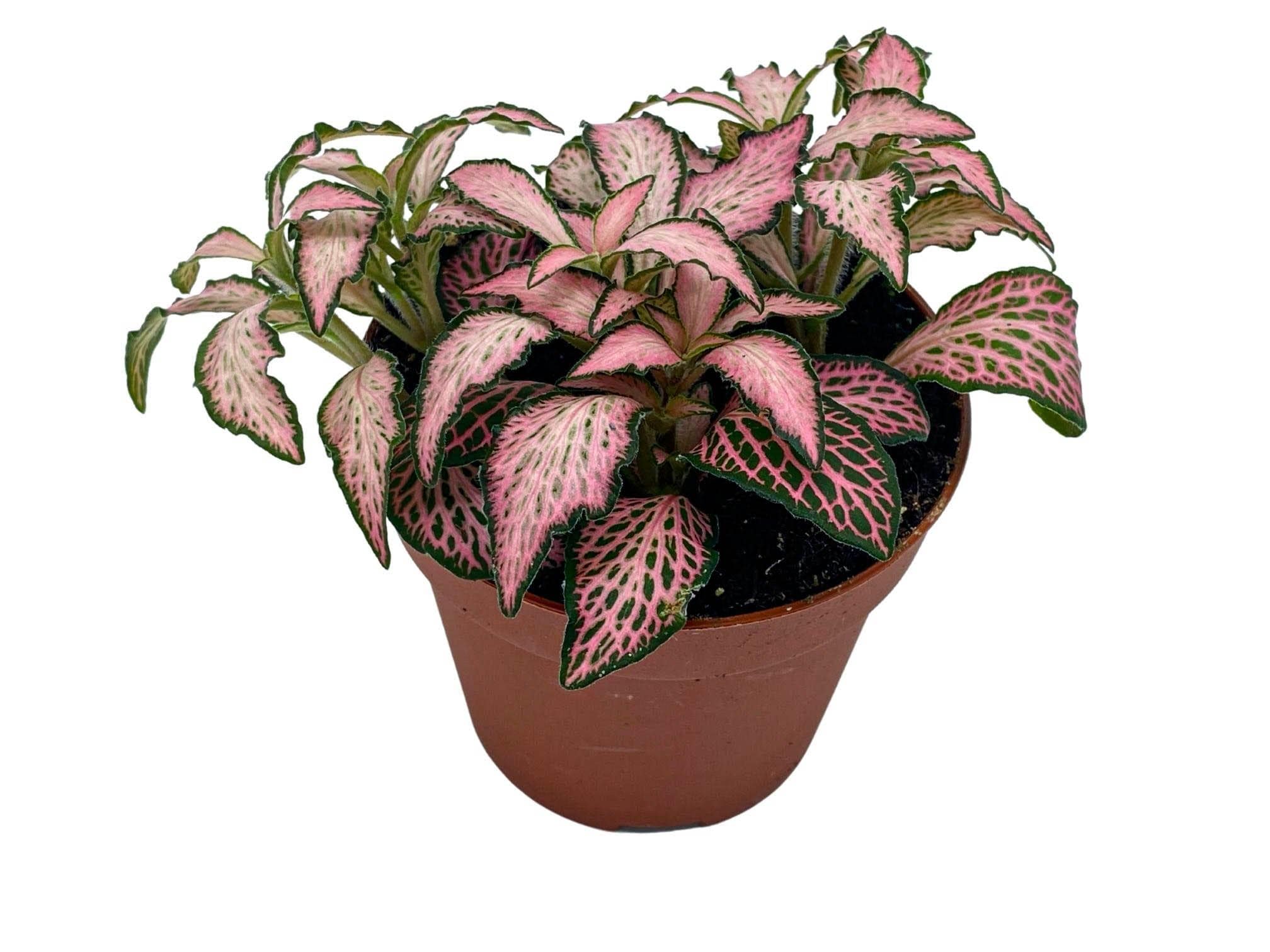 pink terrarium plant Fittonia Pink Forest Flame