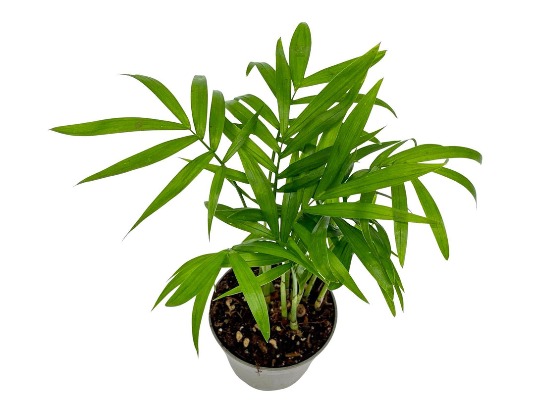 Baby Parlour Palm (Chamaedorea Elegans) | 5 cm pot - Tropical Glass
