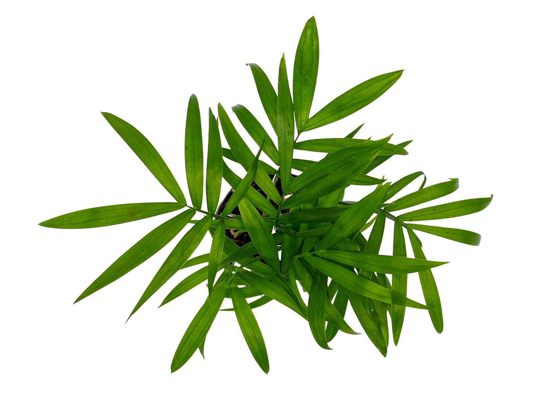 Baby Parlour Palm (Chamaedorea Elegans) | 5 cm pot - Tropical Glass
