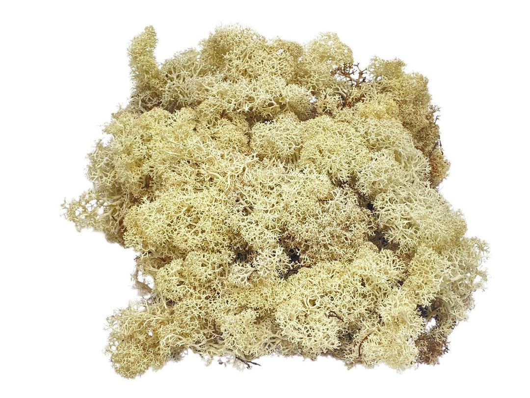 Natural Preserved Reindeer Moss - Cream - Tropical Glass