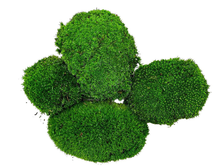 Preserved Bun Moss | Pillow Moss - Tropical Glass