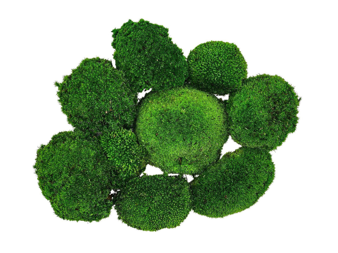 Preserved Bun Moss | Pillow Moss - Tropical Glass