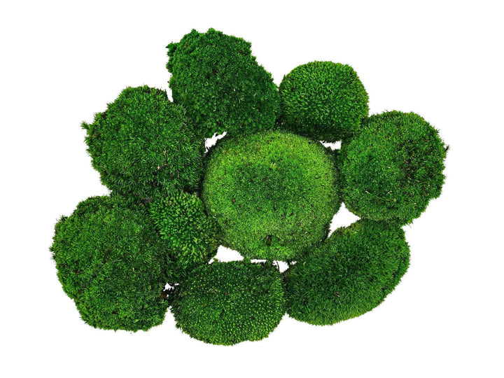 Preserved Bun Moss | Pillow Moss - Tropical Glass