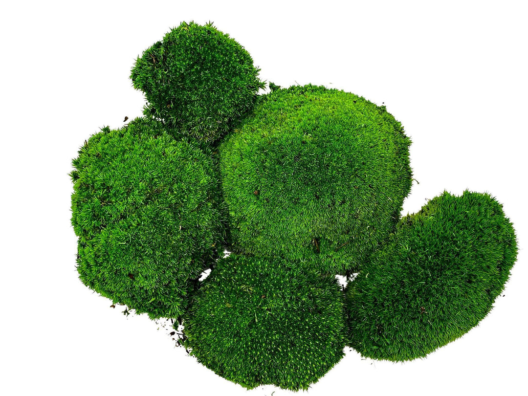 Preserved Bun Moss | Pillow Moss - Tropical Glass