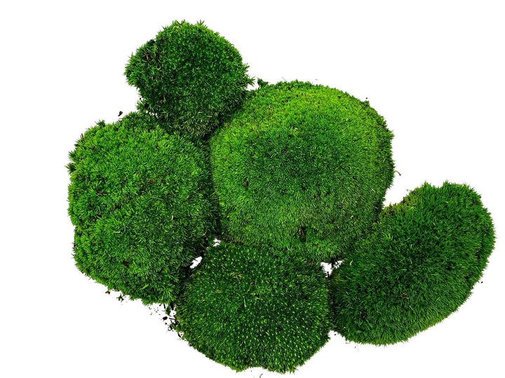 Preserved Bun Moss | Pillow Moss - Tropical Glass