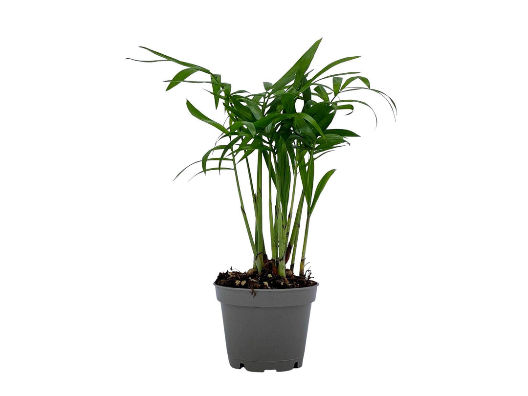 Baby Parlour Palm (Chamaedorea Elegans) | 5 cm pot - Tropical Glass