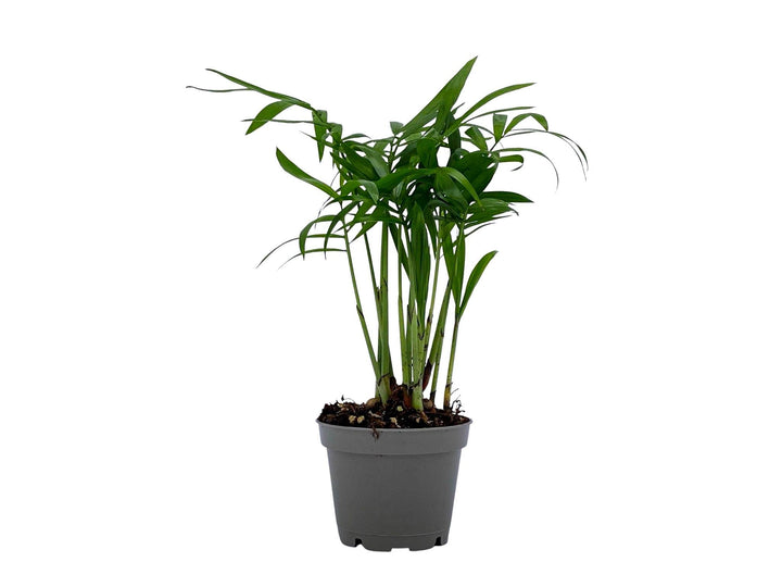 Baby Parlour Palm (Chamaedorea Elegans) | 5 cm pot - Tropical Glass